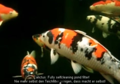Ein Calictus gefilterter Koiteich ist glasklar. Im Unterwasservideo kann man nicht mogeln. Hier könnte man jeden Schwebepartikel genau erkennen.