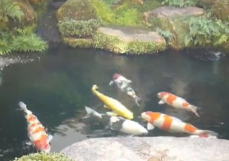 Ein wundervoller Calictus - gefilterter Koiteich in Japan