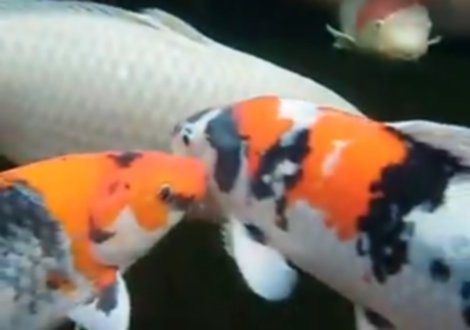 Ein kristallklarer Calictus - gepflegter Koiteich im Unterwasservideo.
